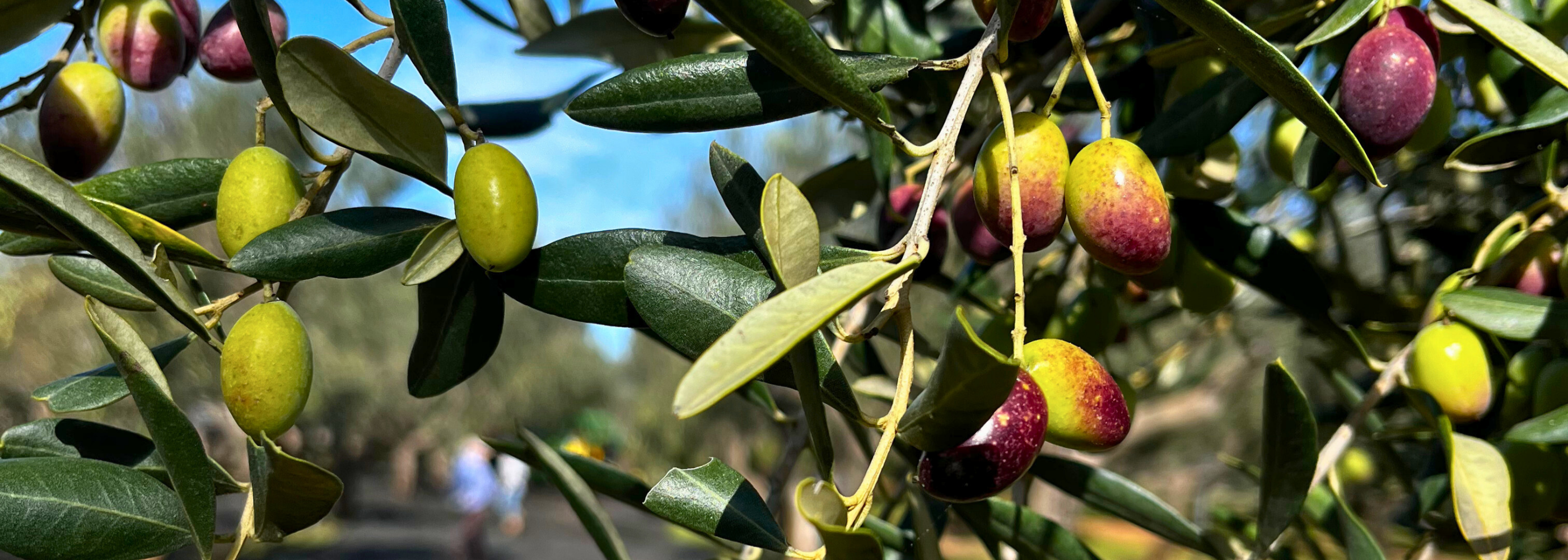 Perché l’olio extravergine costa di più del supermercato