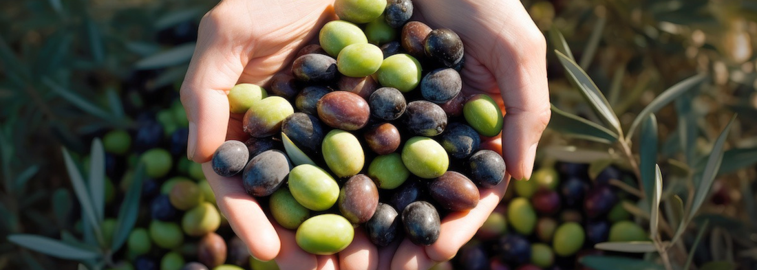 Come riconoscere un olio extravergine di qualità: guida pratica per non sbagliare