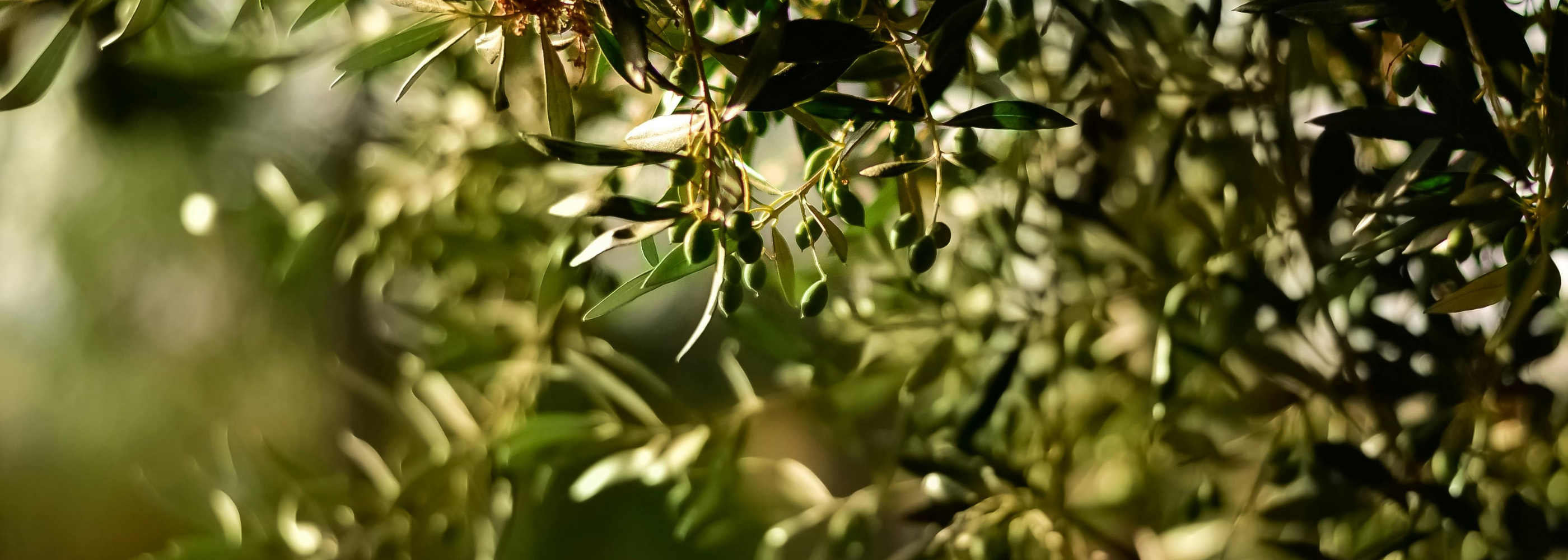 Bag in Box o Latta? Quale formato scegliere per l'olio extravergine?