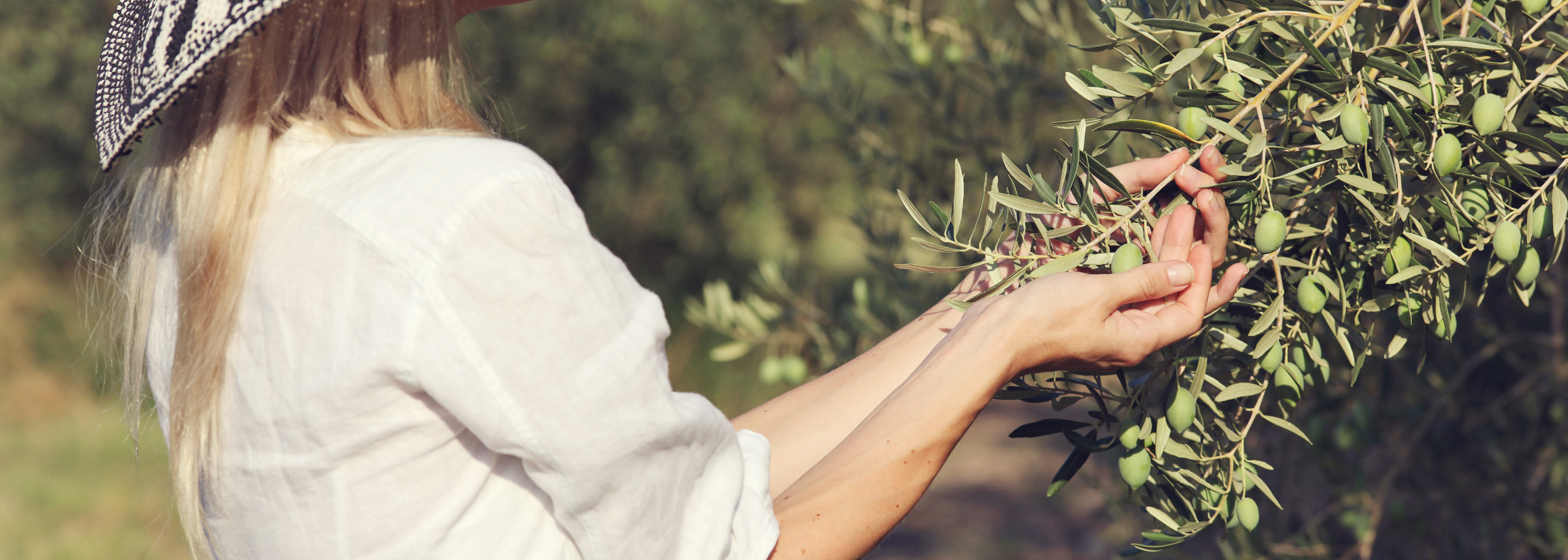 Olive Leccino: caratteristiche, utilizzo e perché sono così diffuse